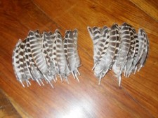 40 SMALL HEN PHEASANT POINTED WING.FEATHERS.ART&CRAFT,HAIR,JEWELLERY,