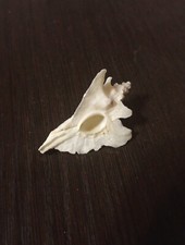**RARE!!**Bequaert’s Murex Pteropurpura bequaerti 41.40mm