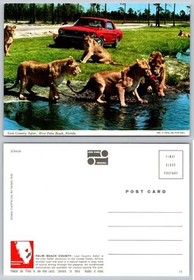 Lion Country Safari West Palm Beach FL Postcard 1960s John Hinde Mustang Car