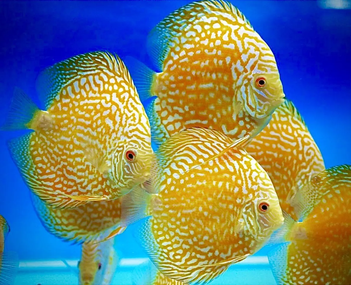 Live 2025 discus fish