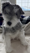 CUDDLE CLONES LIFELIKE GRAY/WHITE SCHNAUZER DOG PLUSH DOLL 17  