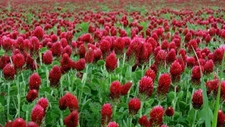 Clover CRIMSON RED Flower Seed. Pollinator Food, Heirloom, Non-GMO 1200+ Seeds