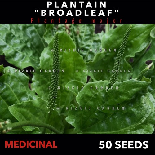 Plantain Broad Leaf, Plantago major, Medicinal, Perennial herb x 50 Seeds - Picture 5 of 11