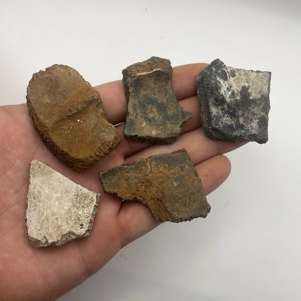 Turtle Shell Fossil Lot Ice Age Turtle Shell Fossils From Florida - Image 4 of 4