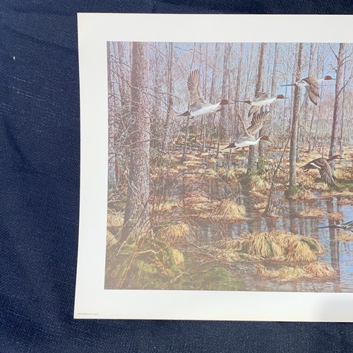 Vintage Tom Beecham Enten Wildtiere Kunstdruck 11" x 14" mit 1" Rand Stockente - Bild 2 von 4