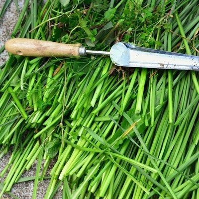 Schnittlauch Samen - einfach anzubauen für den kulinarischen Gebrauch - winterhart & aromatisch - frisch grün