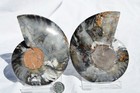 Large Black Ammonite Pair Nice Crystals 110myo Dino age Fossil 113mm 4.5" 9370ee — photo 5