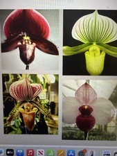 Orchid Plant Phap 4 plant specia stay and buds