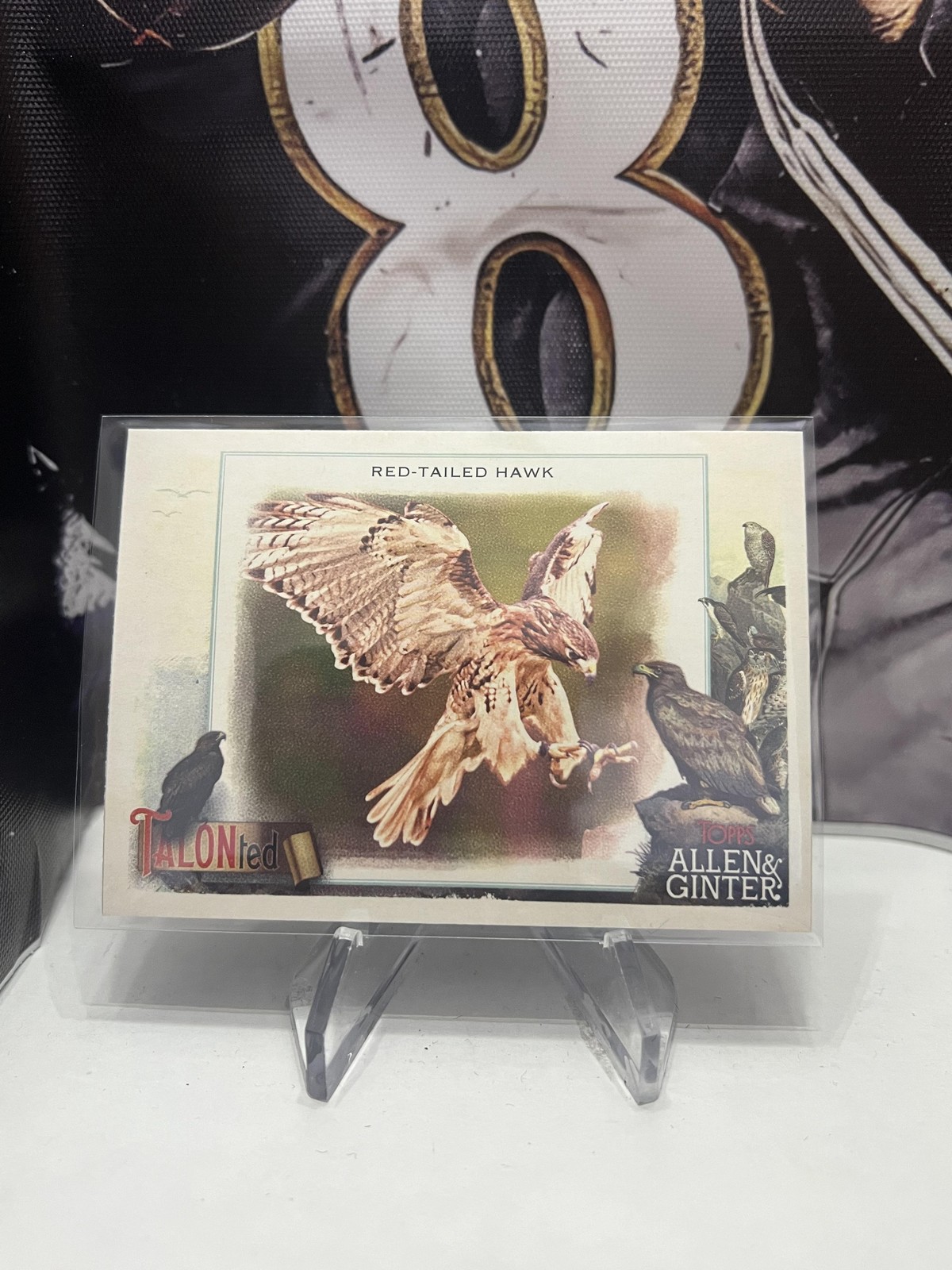 2023 Topps Allen & Ginter #TT-20 Red-tailed Hawk Talonted Baseball