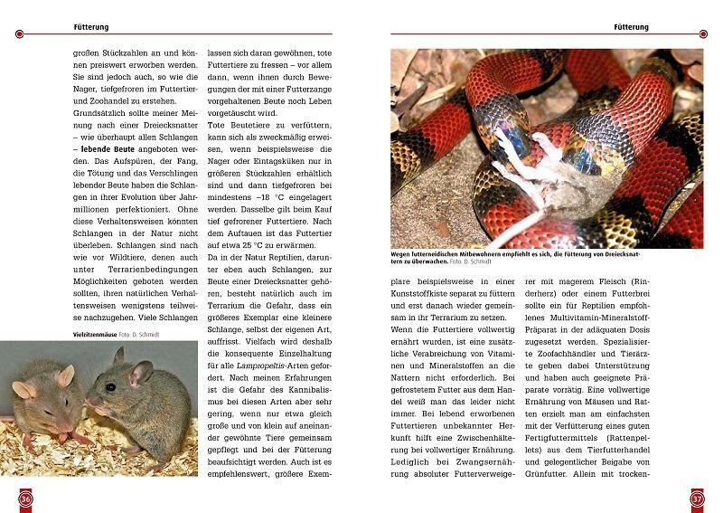 Thumbnail - Die Dreiecksnatter Dieter Schmidt