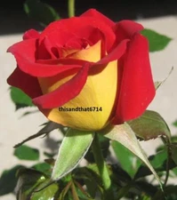 Ketchup & Mustard  #41 Rose Bush 50 or 100 Seeds~Rare-Free Shipping-USA Seller