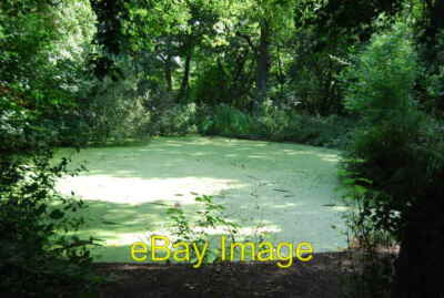 Foto 6x4 Grüner Teich Füße Kreb Ein deutliches Zeichen der Eutrophierung. c2013