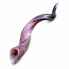 Half polished Natual jewish Kosher Shofar 60-70 Cm Kudu Horn Blowing Shofar