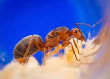 HOLIDAY SALE Myrmecocystus Kennedyi Colony ~5w Queen Ant - insect feeder- RARE