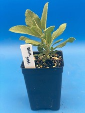 White Sage Live Starter Plant - Salvia Apiana - Make