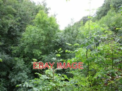 FOTO DIE EHEMALIGE EISENBAHN NACH BROMYARD JETZT KOMPLETT ÜBERWUCHERT
