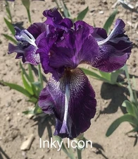 Tall Bearded "INKY ICON" Fresh and Healthy