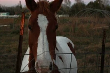 Digital image picture wallpaper beautiful paint horse  photo by Paige