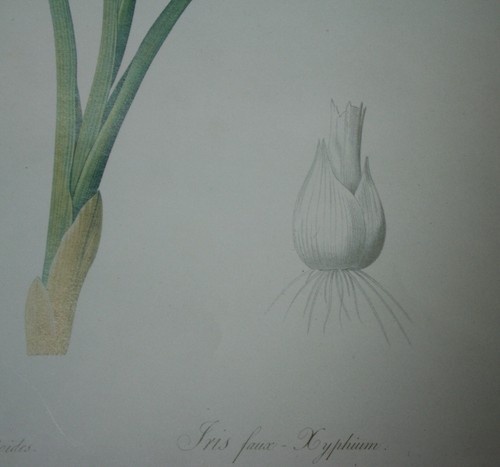 Iris Xyphioides Redoute Vintage 1980 Limited Edition Flower Art Print - 第 3/9 張圖片