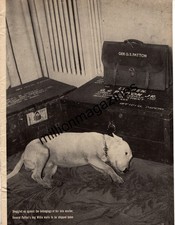 1946 Gen. Patton's Pit bull terrier Willie waits to be shipped home