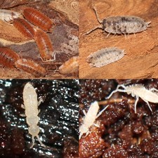 15 Orange Koi  15 Dalmatian - 30 Isopods  Medium Springtail Culture