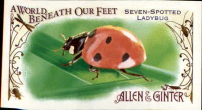 Spotted Ladybug 2015 Topps Allen & Ginter World Beneath Our Feet Mini Card #BUG5