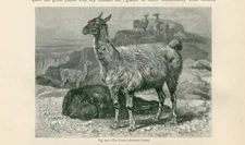 LLAMA ANTIQUE 1885 ANIMAL ENGRAVING ART PRINT