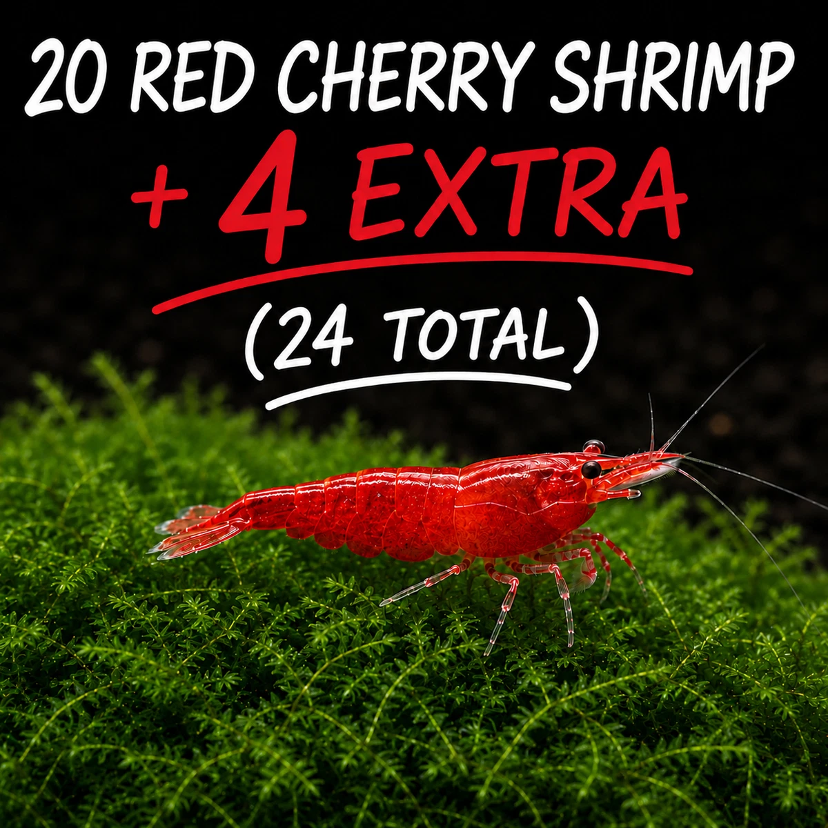 shrimp products for sale | eBay