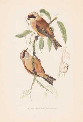 Beutelmeise Remiz pendulinus Farbdruck von 1953 Florentiner Meise Ornithologie