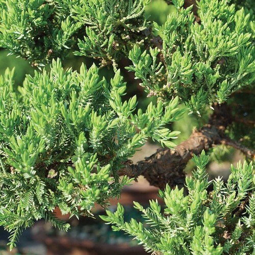 Lush Outdoor Juniper Bonsai Tree - 4" to 6" in Decorative Container, Easy Care - Picture 5 of 8