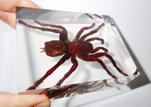 Tarantula Golden Earth Tiger Spider Specimen in 10x8x3 cm Clear Resin Block - 第 4/12 張圖片