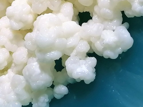 🐮 Milch Kefir Pilz Starter SET 2,0 L KLAR 🐮mit Tupperware ® Sieb Goldregen 🐮B - Bild 11 von 13
