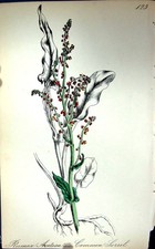 Original alter antiker Druck um 1880 Farbteller Flora Sauerampfer Rumex Acetosa