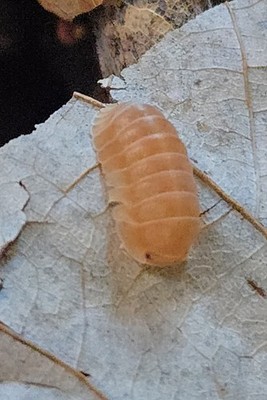 14+1 Cubaris Sun Bear Isopods