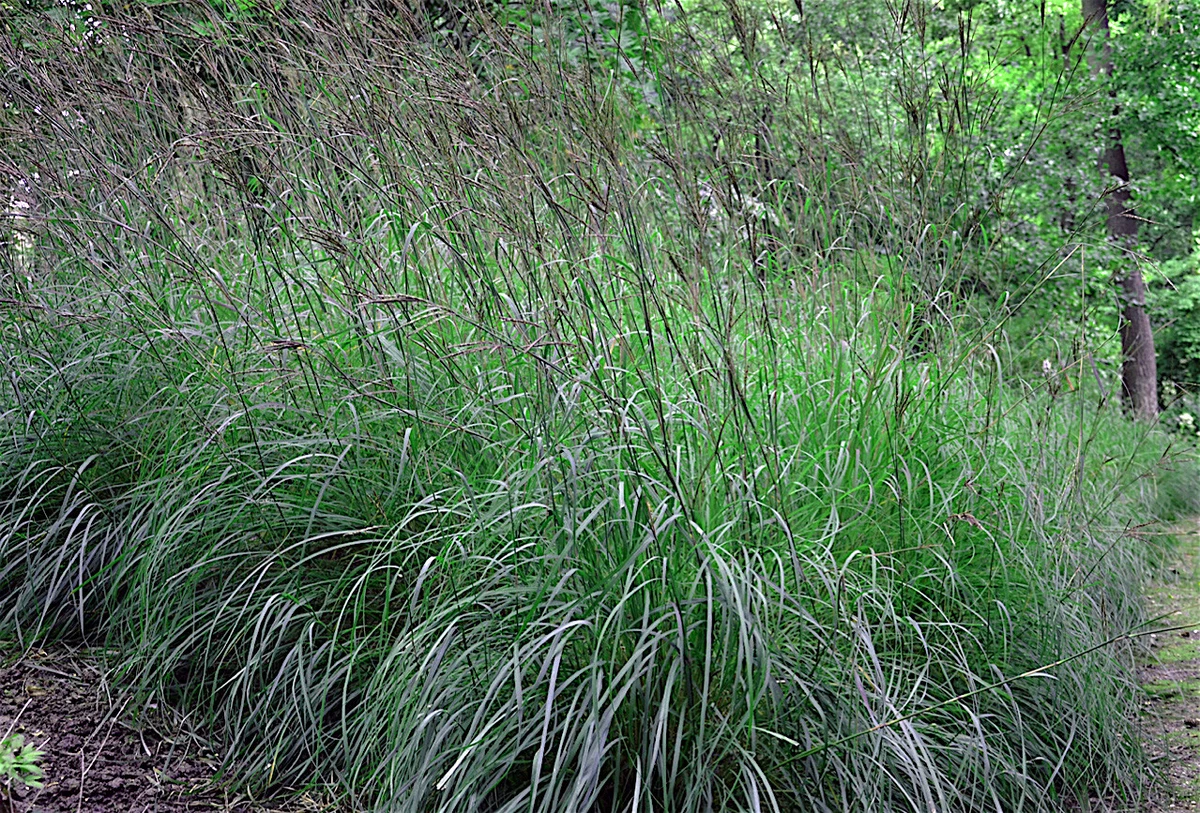 14 000 Ornamental Big Bluestem grass Beardgrass Seeds ornamental native