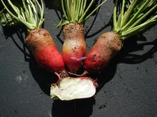 Red Mammoth Fodder Beet Seeds, NON-GMO, Mammoth Mangold, Heirloom, FREE SHIPPING