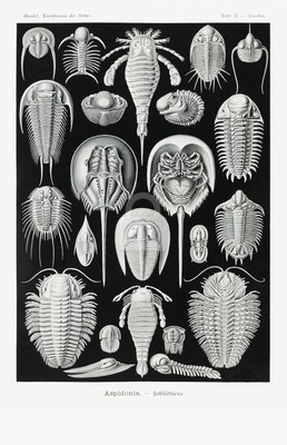 Ernst Haeckel, Aspidonia, Kunstformen der Natur (1904) *Art Postcard NEW