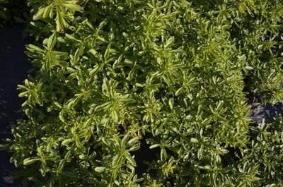 Stevia rebaudiana Morita 2   getrocknete Blätter   Gartenanbau   50 g