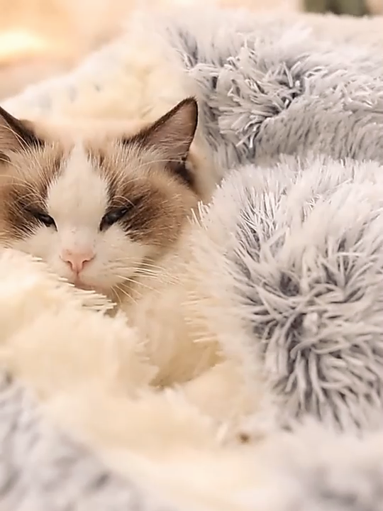 Cat Bed Cave Round Plush Fluffy Hooded Cat Bed Donut Self Warming