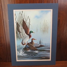 Impresión de pared Henske Mallard Ducks pantano colas de gato agua 24" X 18"