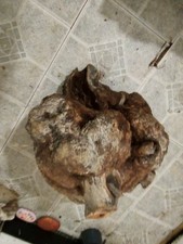  BB NICE BIG RED MANZANITA BURL