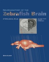 Neuroanatomy Of The Zebrafish Brain Mario F. Wulliman