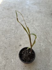 1 Sugarcane Plant 8  Sweet Juicy Tropical Plant Ready To Plant
