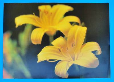 DDR Plakat Poster 1019 | Taglilie 1987 Hemerocallis | 81 x 58 cm Original