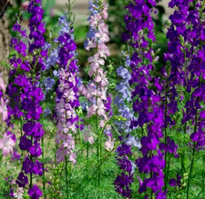 LARKSPUR SEEDS 200 "ROCKET" MIX purple WHITE annual FLOWER garden FREE SHIPPING