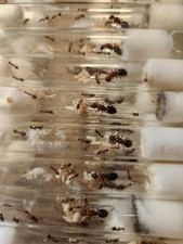 Camponotus sp. floridanus PICK YOURS! Queen w/ 10+ Workers - Carpenter Ant Art