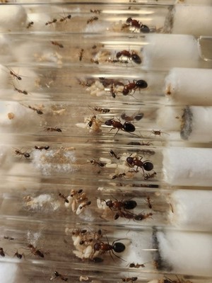 Camponotus sp. floridanus PICK YOURS! Queen w/ 7+ Workers - Ant Art
