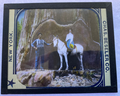 COLOR MAGIC LANTERN SLIDE SEQUOIA TREE HORSEBACK YOSEMITE CALIFORNIA 1900s