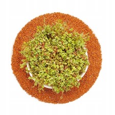 Kresse - Samen f&uuml;r Keimger&auml;te - 500g