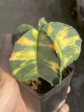 Astrophytum myriostygma variegated Seedgrowth GardenDécorBoutique WYSIWYG3